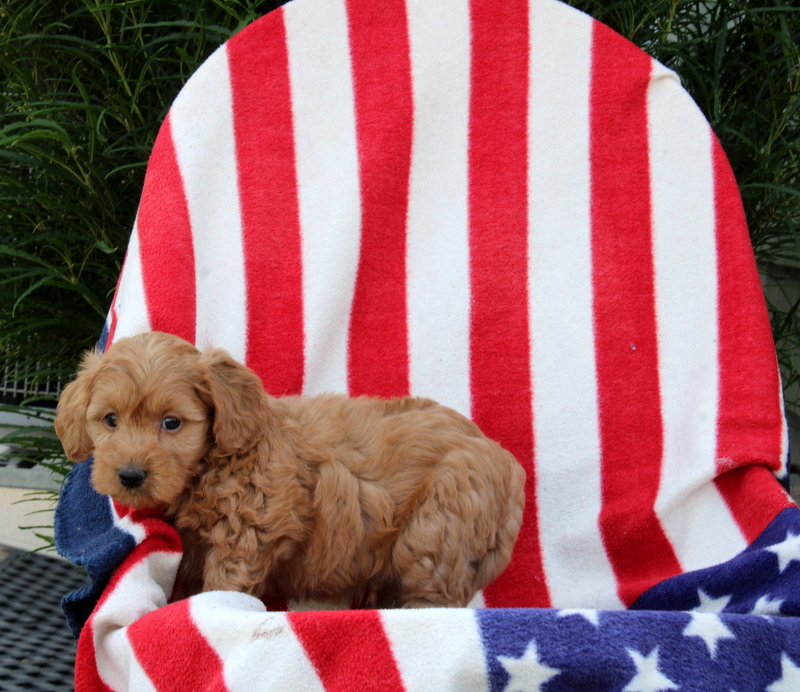 puppy, for, sale, Morki-Poo, Matthew B. Stoltzfus, dog, breeder, Gap, PA, dog-breeder, puppy-for-sale, forsale, nearby, find, puppyfind, locator, puppylocator, aca